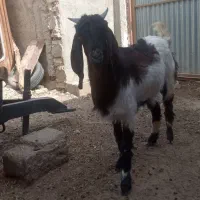 فروش دو بز مری