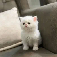 بچه گربه اصیل سوپر فلت پرشین|گربه|تهران, منیریه|دیوار