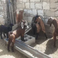 بز و میش|حیوانات مزرعه|صالح آباد (ایلام), |دیوار