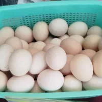 تخم مرغ محلی