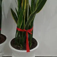 گل اپارتمانی|گل و گیاه طبیعی|مشکیندشت, |دیوار