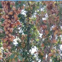 تولید و عرضه نهال بادام اصلاح شده مرودشت|خدمات باغبانی و درختکاری|مرودشت, ثبت احوال|دیوار