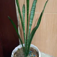 گلدان طبیعی معاوضه میکنم فوری