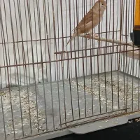 قناری و سهره قناری