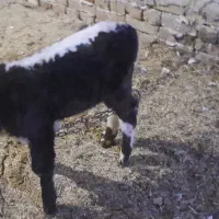 گوساله ماده ۵۰ روزه|حیوانات مزرعه|ضیاء آباد, |دیوار