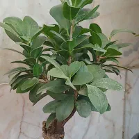 تابلو گل ال ای دی با ترانس برای گلفروشی