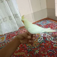 عروس ماده|پرنده|بروجرد, |دیوار