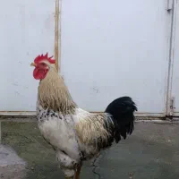 مرغ و خروس