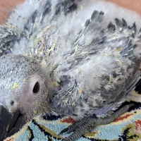 جوجه کاسکو نرمه خور|پرنده|مشهد, سلام|دیوار