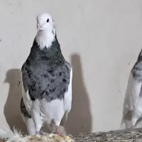 طوق کرمانی|پرنده|سی‌سخت, |دیوار