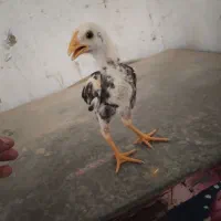 جوجه خروس نصل دار