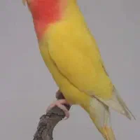 فروش طوطی برزیلی