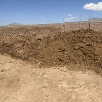 کود گاوی