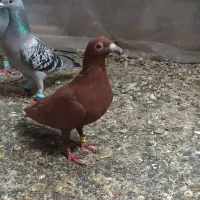 سرخ کرمونی پلنگ ماده