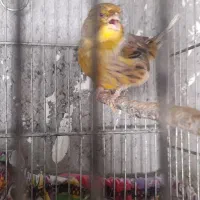 قناری گلستر و سهره ماده