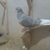 کبوتر شهری|پرنده|شیراز, کوزه گری|دیوار