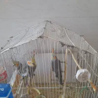 عروس هلندی با دوتابچه