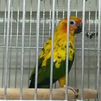 ۱ عدد ماده خورشیدی