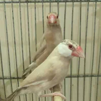 فنچ نرگسی شکلاتی