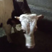 گوساله نر|حیوانات مزرعه|حسین آباد, |دیوار