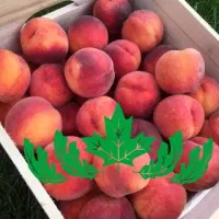 فروش نهال هلو دکسی رد