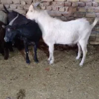 بزغاله سانن