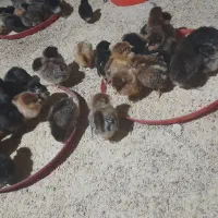 جوجه اصلاح نژاد تخمگذار جوجه گوشتی راس ۳۰۸