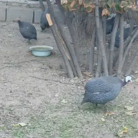 مرغ مصری