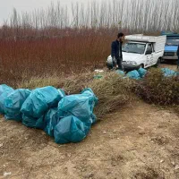 ارائه نهال گردو ژنوتیپ پیوندی|خدمات باغبانی و درختکاری|سامان, |دیوار