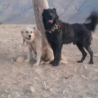 سگ کالا نیست دوست عزیز