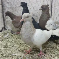کبوتر