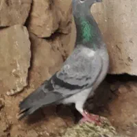 ۵تا پلاکی