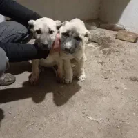 سگ توله س را بی