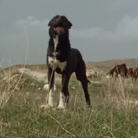 توله 10 ماهه