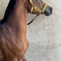 نریان عرب مصری دوسر وارداتی