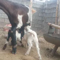 فروش چهار راس بز دوقلو زا شیری مورسیا هیکل|حیوانات مزرعه|هنزا, |دیوار