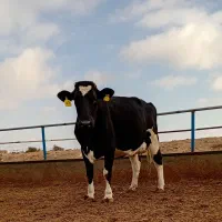 تلیسه وگاو صنعتی|حیوانات مزرعه|باخزر, |دیوار