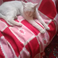 گربه نژاد دار