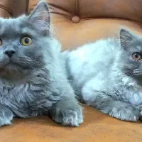 بچه گربه بانمک و خوشگل