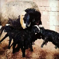 گوسفند نژاد شال