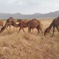 شتر