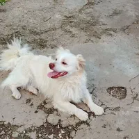 سگ نژاد دار  بازیگوش