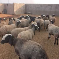 ۱۸راس میش شال دورس میش افشار