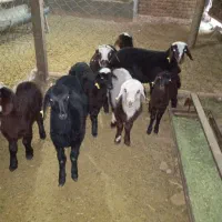 میش عزل افشار 14عدد|حیوانات مزرعه|تربت‌حیدریه, میدان مرکزی|دیوار