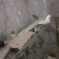 تعدادی کبوتر پرشی جهت فروش ومعامله با پلاکی
