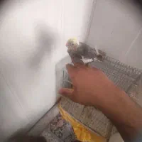 عروس هلندی نرم خور|پرنده|اردکان, |دیوار