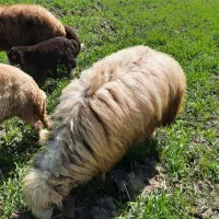 قوچ. گوسفند.میش