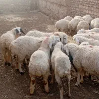 بره بزغاله بز