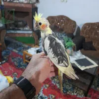 تعدادطوطی عروس|پرنده|ساری, |دیوار