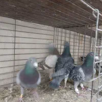 کبوترشهرستان.|پرنده|یزد, |دیوار